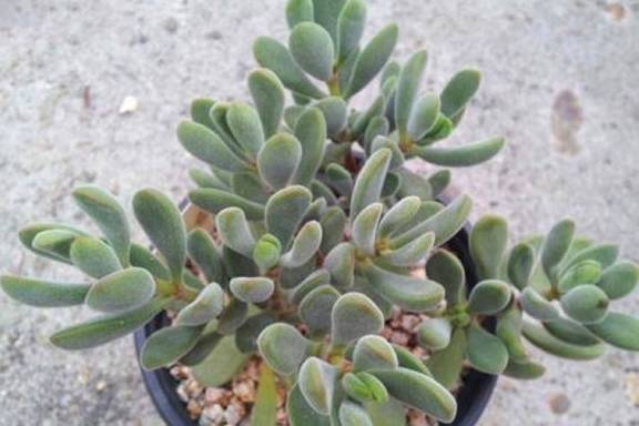 多肉植物青锁龙属,简介花椿、方塔、若歌诗、筒叶花月,看一看4