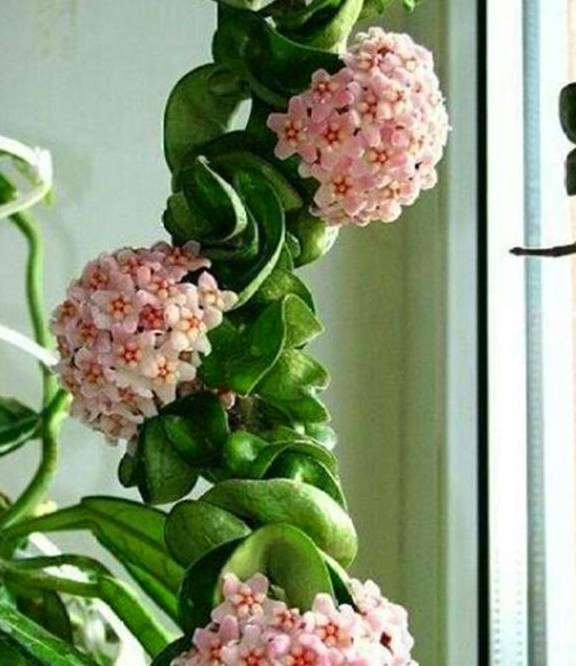 春天养球兰,打好3个基础,叶子肥枝条多,到了夏天挂满大花球5