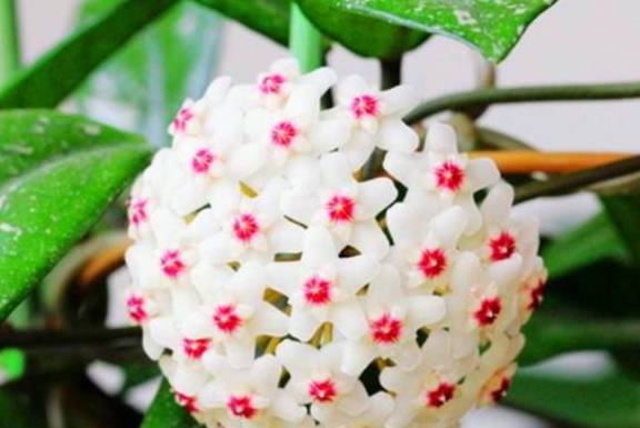 春天养球兰,打好3个基础,叶子肥枝条多,到了夏天挂满大花球6