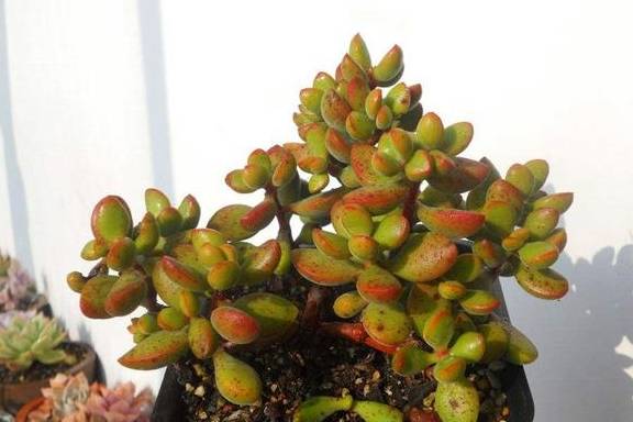 多肉植物青锁龙属,简介花椿、方塔、若歌诗、筒叶花月,看一看5