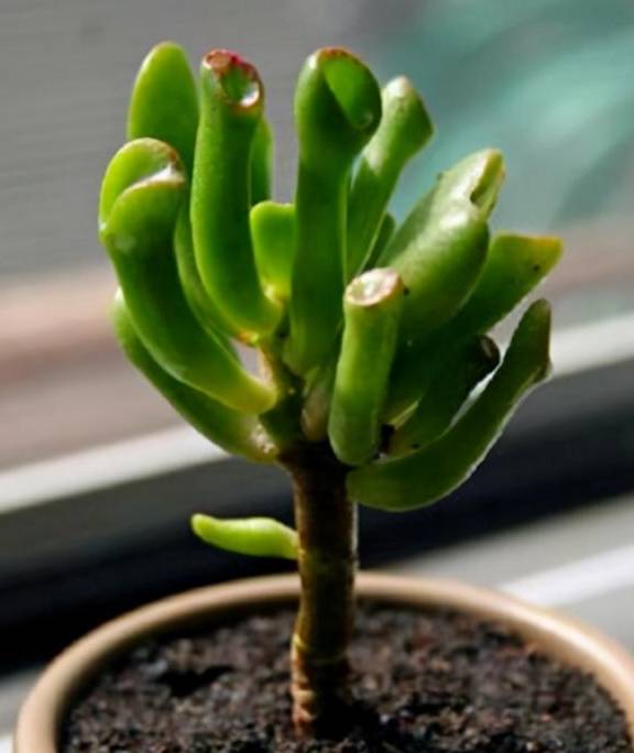 多肉植物青锁龙属,简介花椿、方塔、若歌诗、筒叶花月,看一看6