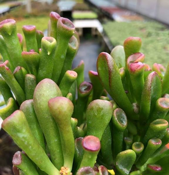 多肉植物青锁龙属,简介花椿、方塔、若歌诗、筒叶花月,看一看7