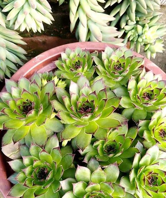 原创 观音莲入春需“润养”，这“三位置”多喷水，次月养成群生小老桩2