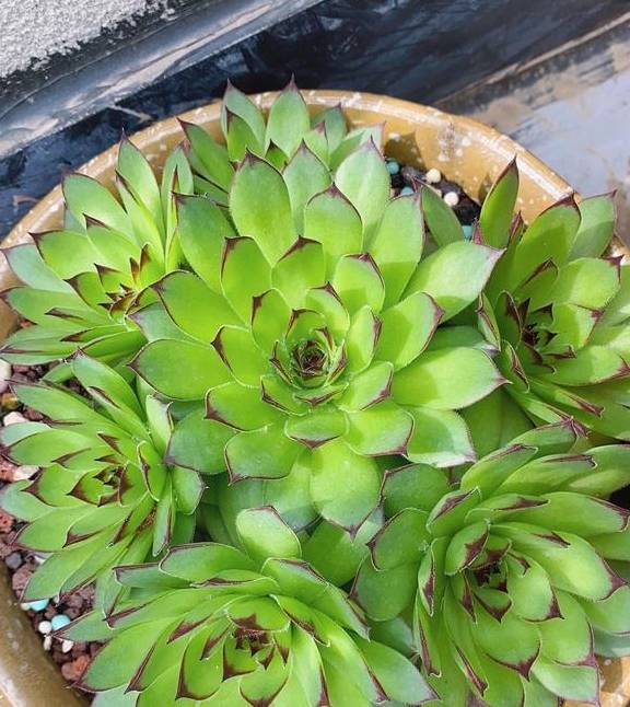 原创 观音莲入春需“润养”，这“三位置”多喷水，次月养成群生小老桩3