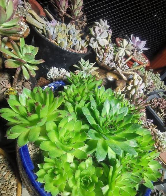 原创 观音莲入春需“润养”，这“三位置”多喷水，次月养成群生小老桩4