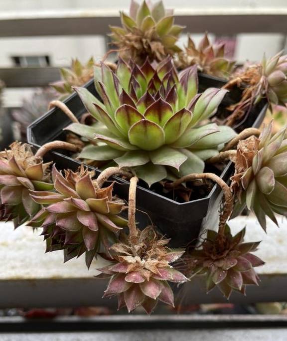 原创 观音莲入春需“润养”，这“三位置”多喷水，次月养成群生小老桩5