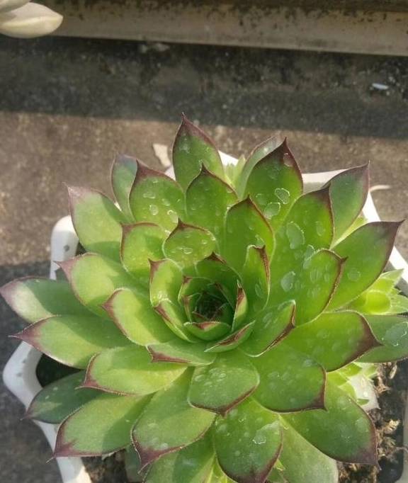 原创 观音莲入春需“润养”，这“三位置”多喷水，次月养成群生小老桩6