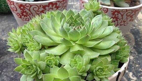 原创 观音莲入春需“润养”，这“三位置”多喷水，次月养成群生小老桩7