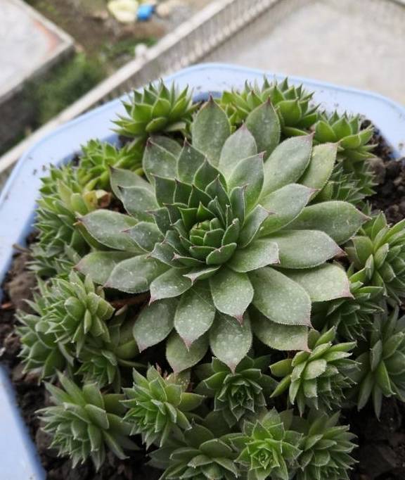 原创 观音莲入春需“润养”，这“三位置”多喷水，次月养成群生小老桩8