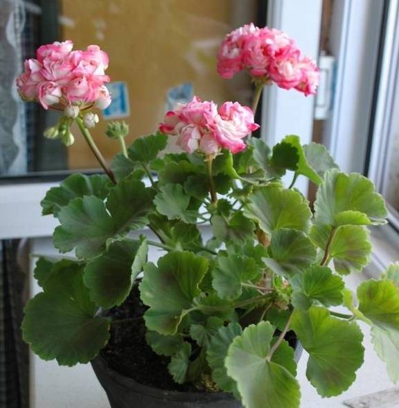 阳台变成小花园,就得靠这些开爆的花卉支撑,真好看1