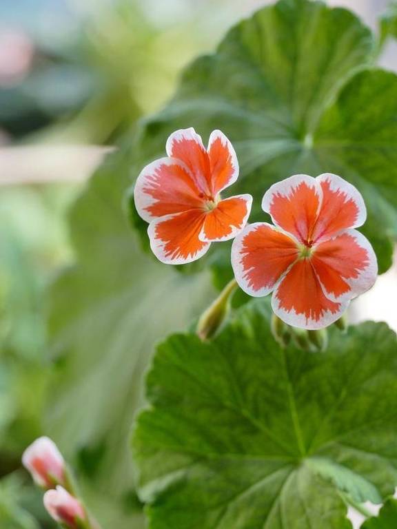 阳台变成小花园,就得靠这些开爆的花卉支撑,真好看2