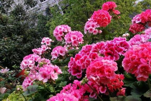 阳台变成小花园,就得靠这些开爆的花卉支撑,真好看3