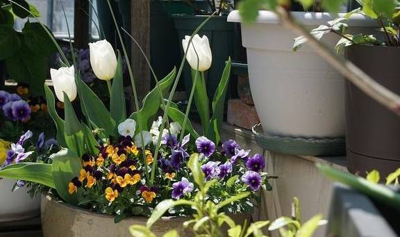 阳台变成小花园,就得靠这些开爆的花卉支撑,真好看4