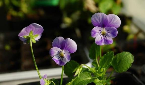 阳台变成小花园,就得靠这些开爆的花卉支撑,真好看5