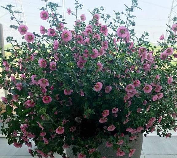 阳台变成小花园,就得靠这些开爆的花卉支撑,真好看6