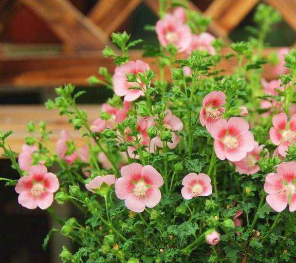 阳台变成小花园,就得靠这些开爆的花卉支撑,真好看7