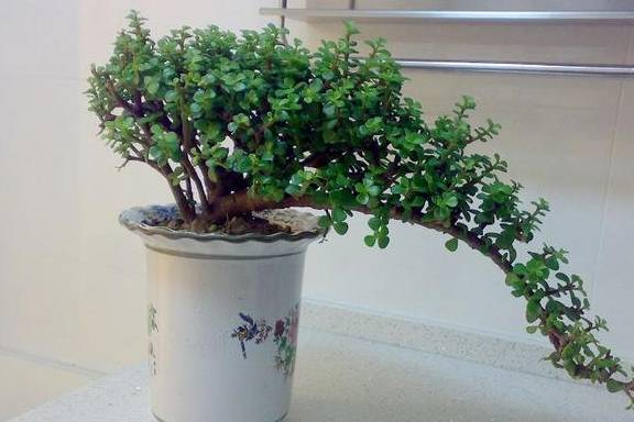 扦插一根枝,修修剪剪,一年长成“悬崖桩”,价值翻几倍1