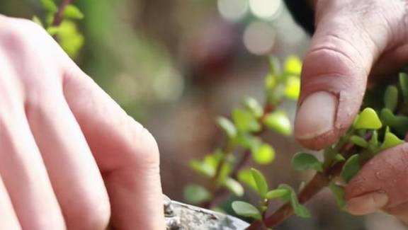 扦插一根枝,修修剪剪,一年长成“悬崖桩”,价值翻几倍2