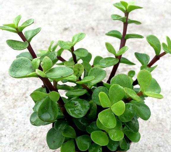 扦插一根枝,修修剪剪,一年长成“悬崖桩”,价值翻几倍3