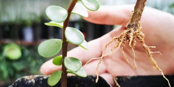 扦插一根枝,修修剪剪,一年长成“悬崖桩”,价值翻几倍4