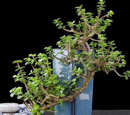 扦插一根枝,修修剪剪,一年长成“悬崖桩”,价值翻几倍5