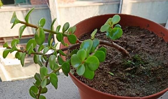 扦插一根枝,修修剪剪,一年长成“悬崖桩”,价值翻几倍6