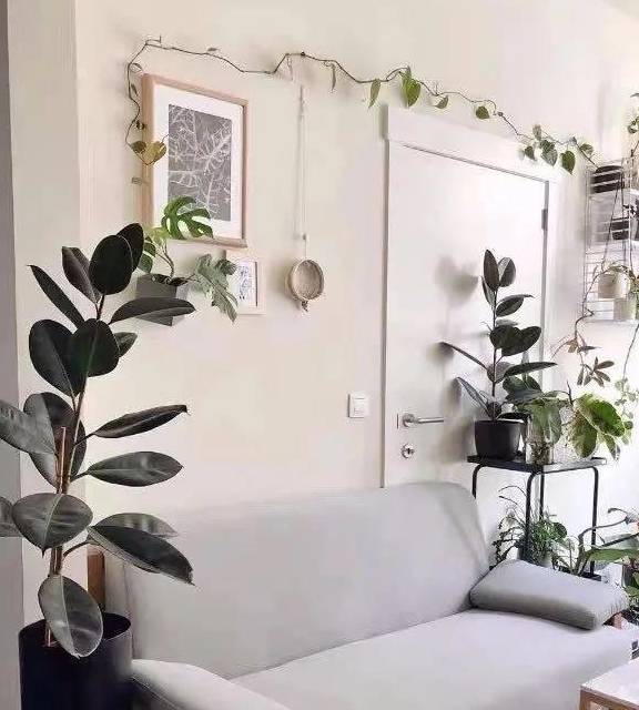 橡皮树有“三喜三怕”,顺着习性养,叶片巴掌大,养成盆景小老桩4