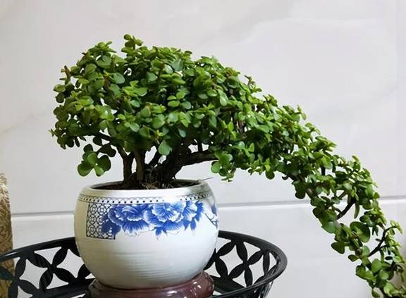 扦插一根枝,修修剪剪,一年长成“悬崖桩”,价值翻几倍8