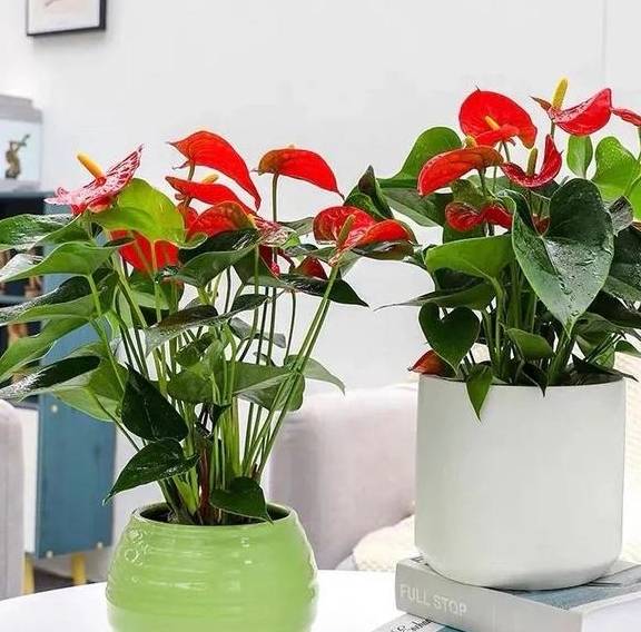 原创 春天养红掌,学会这5个小技巧,红花似火,全年都有花看1