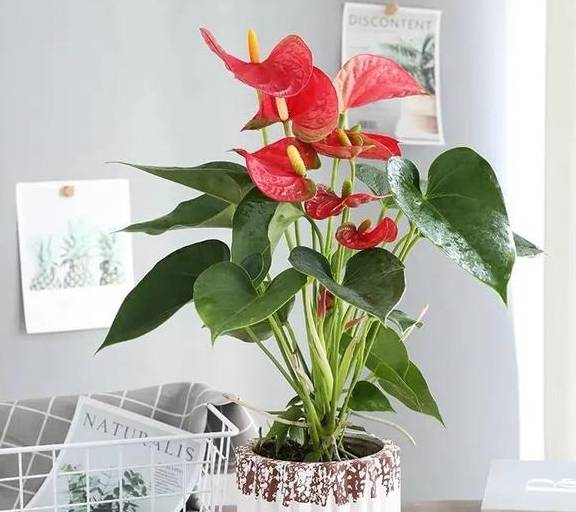 原创 春天养红掌,学会这5个小技巧,红花似火,全年都有花看2