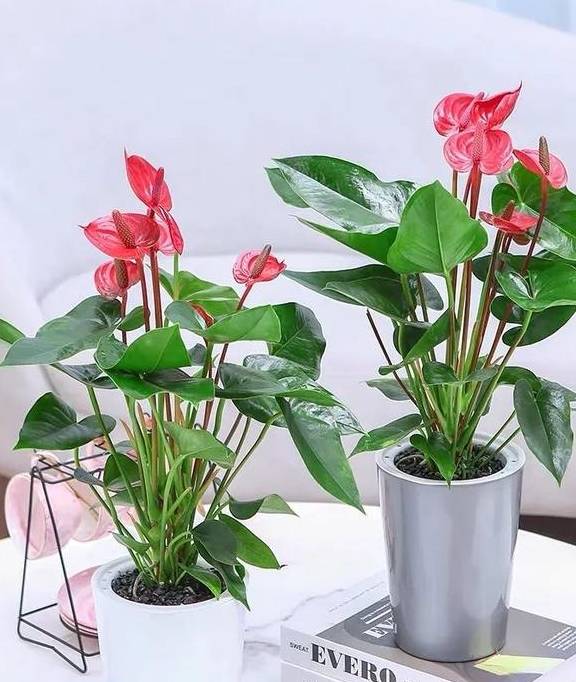 原创 春天养红掌,学会这5个小技巧,红花似火,全年都有花看3