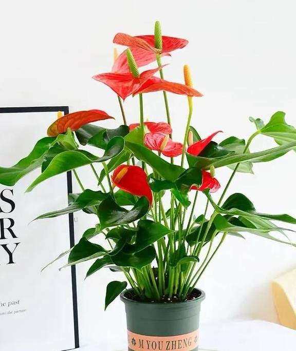 原创 春天养红掌,学会这5个小技巧,红花似火,全年都有花看4