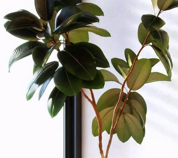 橡皮树有“三喜三怕”,顺着习性养,叶片巴掌大,养成盆景小老桩5