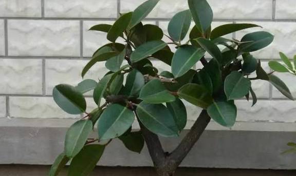 橡皮树有“三喜三怕”,顺着习性养,叶片巴掌大,养成盆景小老桩6