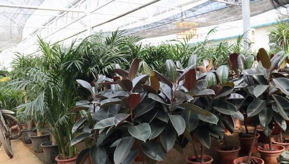 橡皮树有“三喜三怕”,顺着习性养,叶片巴掌大,养成盆景小老桩7