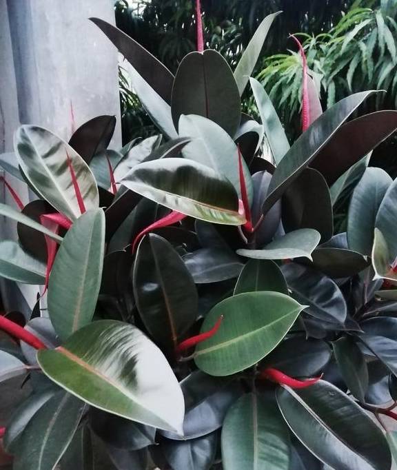 橡皮树有“三喜三怕”,顺着习性养,叶片巴掌大,养成盆景小老桩8