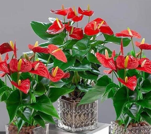 原创 春天养红掌,学会这5个小技巧,红花似火,全年都有花看5