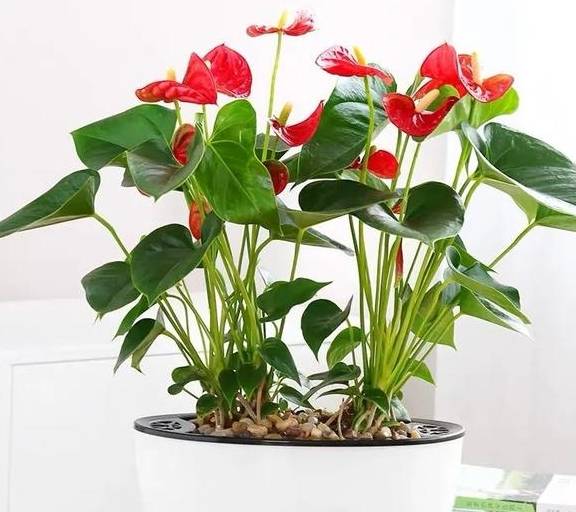 原创 春天养红掌,学会这5个小技巧,红花似火,全年都有花看6