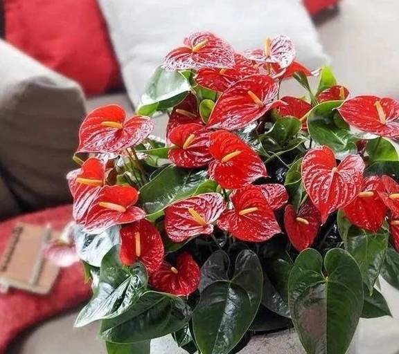 原创 春天养红掌,学会这5个小技巧,红花似火,全年都有花看7