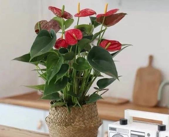 原创 春天养红掌,学会这5个小技巧,红花似火,全年都有花看8