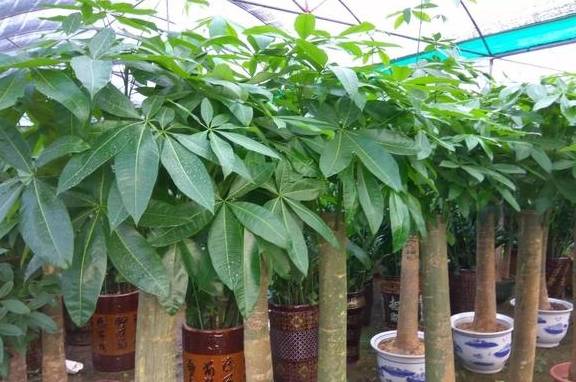 亲朋好友乔迁，就送这5种绿植，不仅寓意好，还特别有面子1