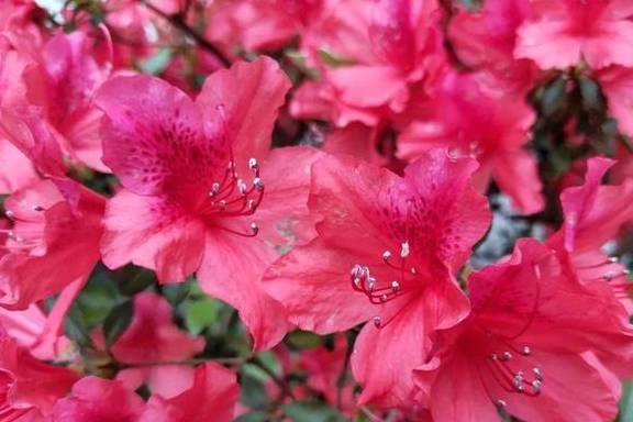 5种公认不好养的植物,为什么?2