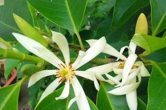 5种公认不好养的植物,为什么?4