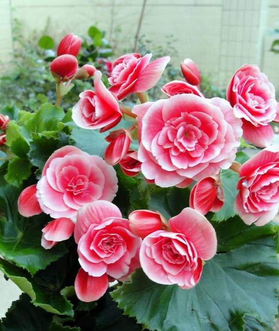 5种公认不好养的植物,为什么?5