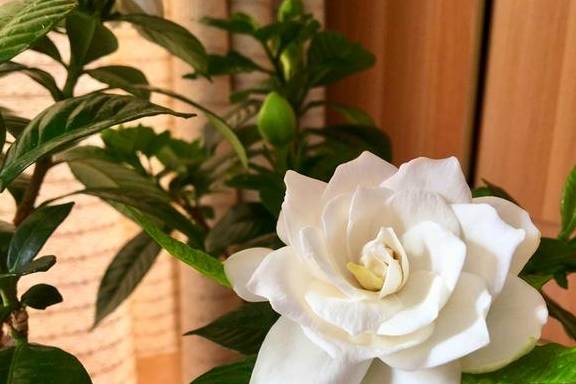 5种公认不好养的植物,为什么?6