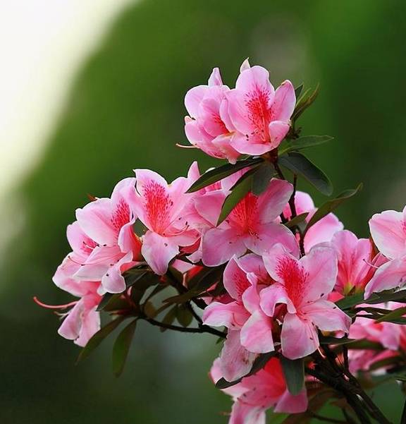 5种公认不好养的植物,为什么?7