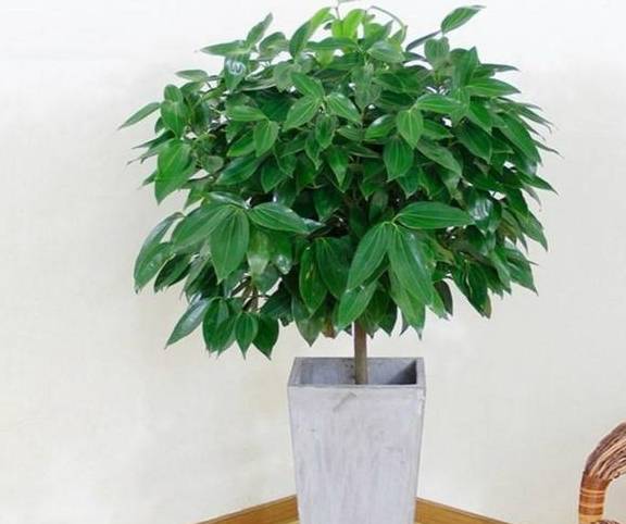 亲朋好友乔迁，就送这5种绿植，不仅寓意好，还特别有面子4