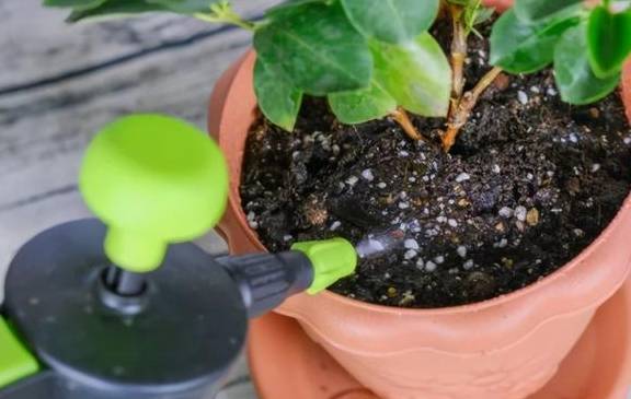给花换完盆要不要浇水?这叫“定根水”,只有“1类”植物不用浇1