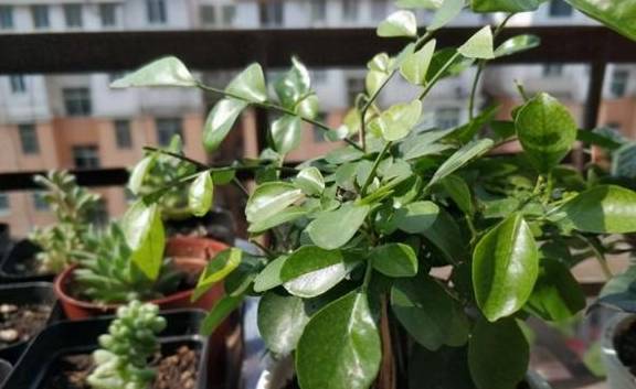 给花换完盆要不要浇水?这叫“定根水”,只有“1类”植物不用浇2