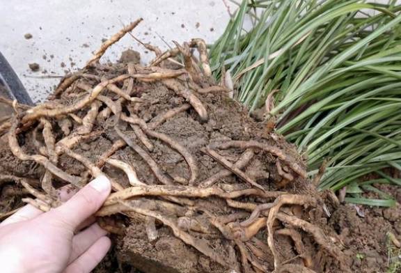 给花换完盆要不要浇水?这叫“定根水”,只有“1类”植物不用浇3